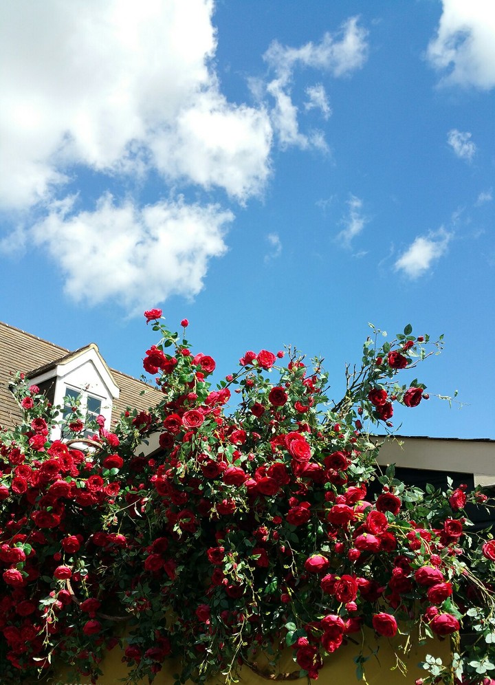 BICESTER ROSE