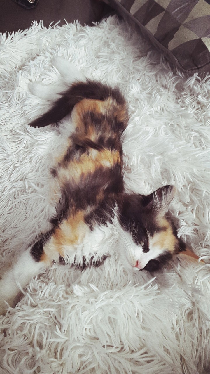 kitty
