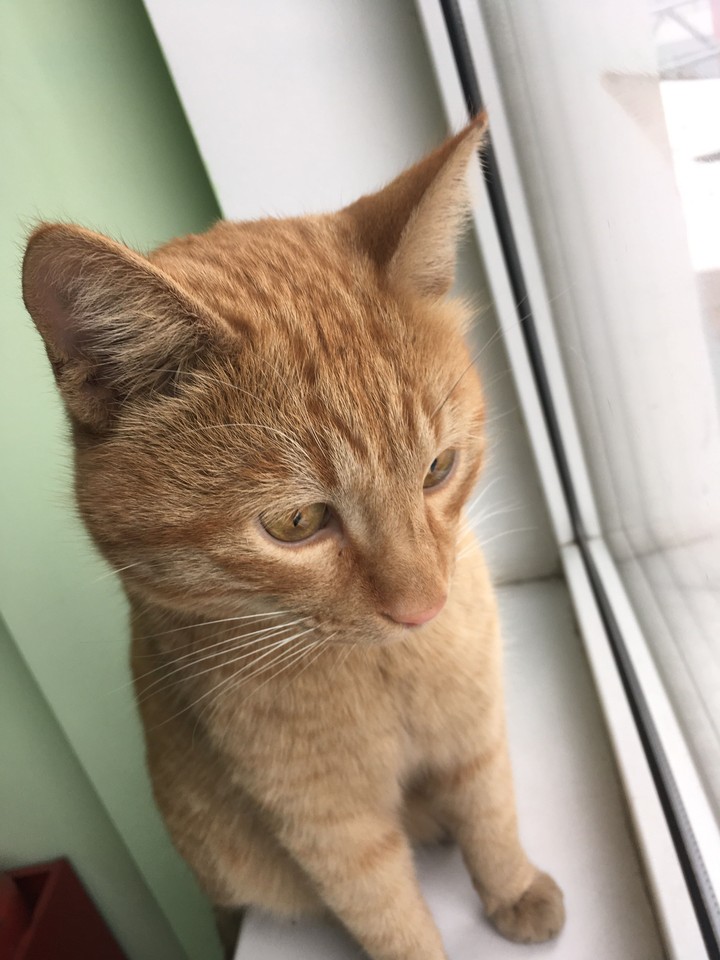 cat