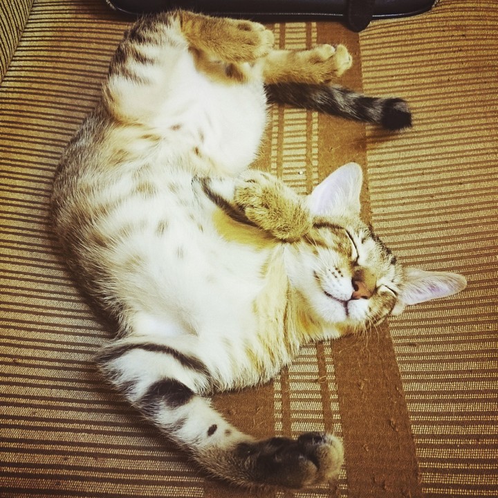 sleepy kitten