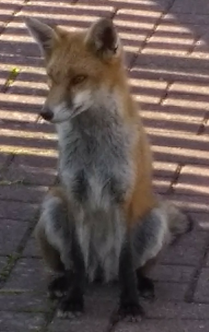 Mr Fox