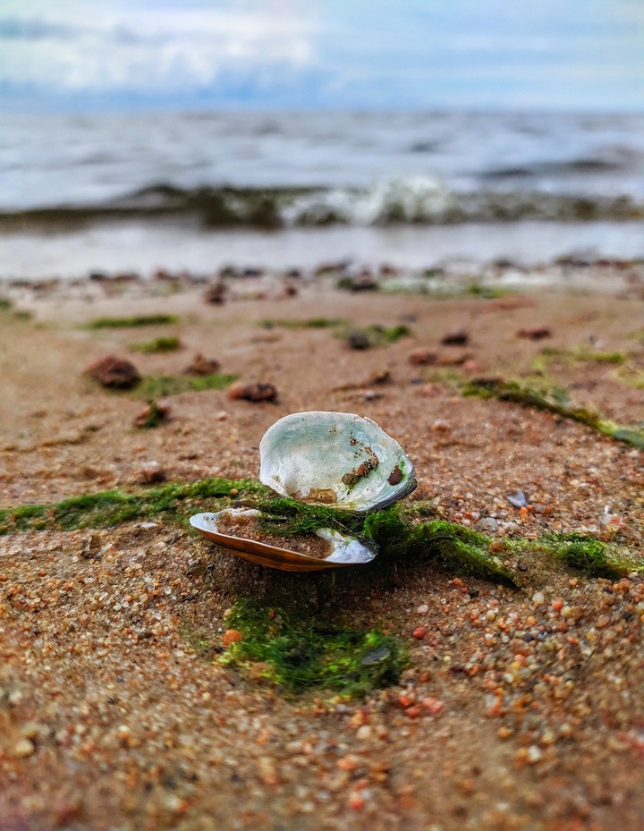 shell oyster beach sea