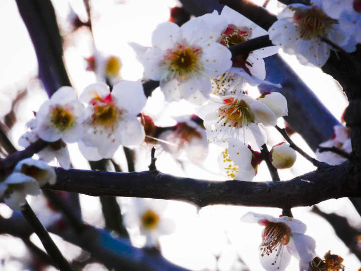 plumblossom