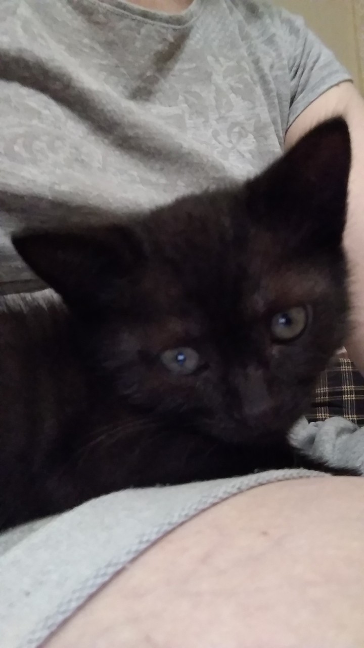 кот