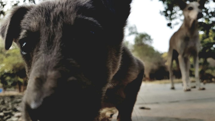 puppy