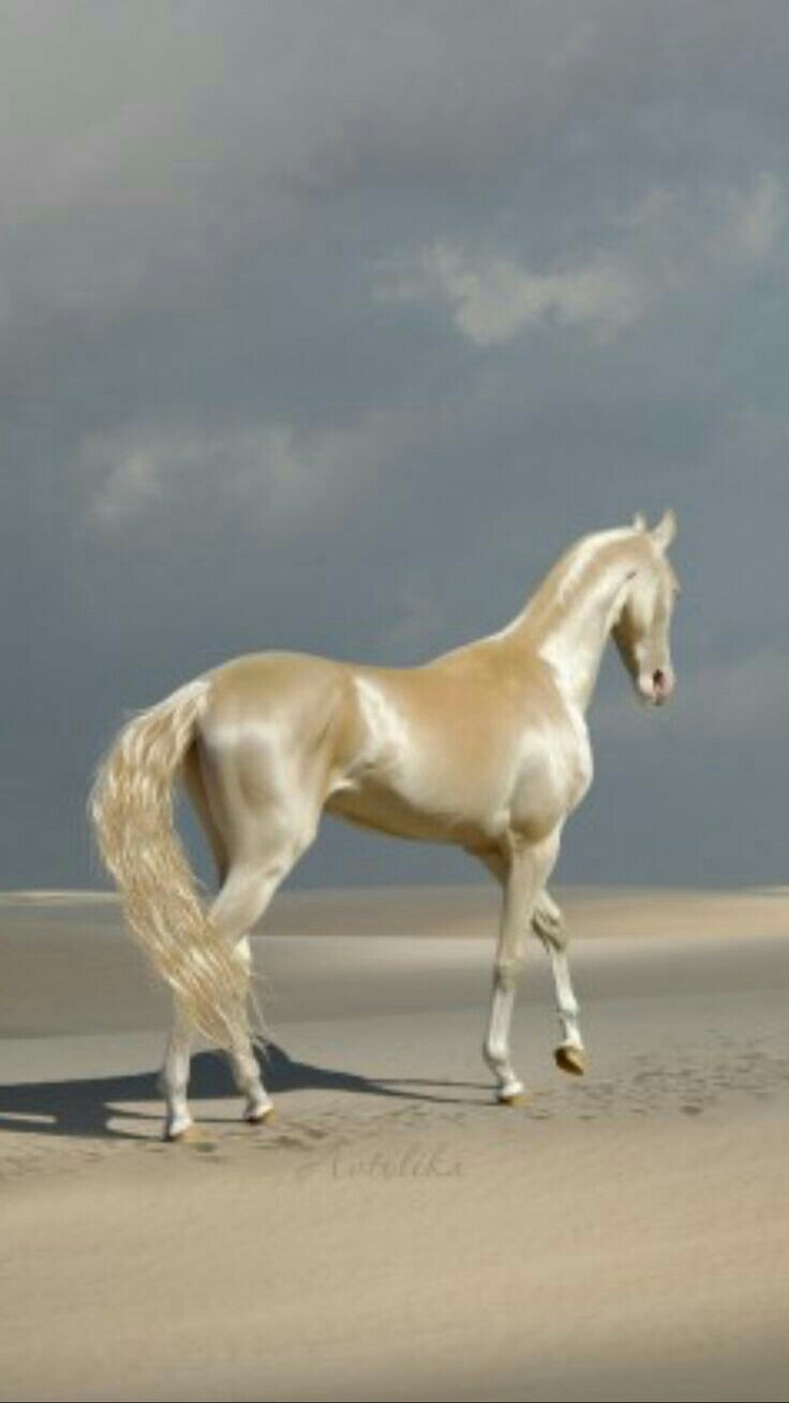 white horse