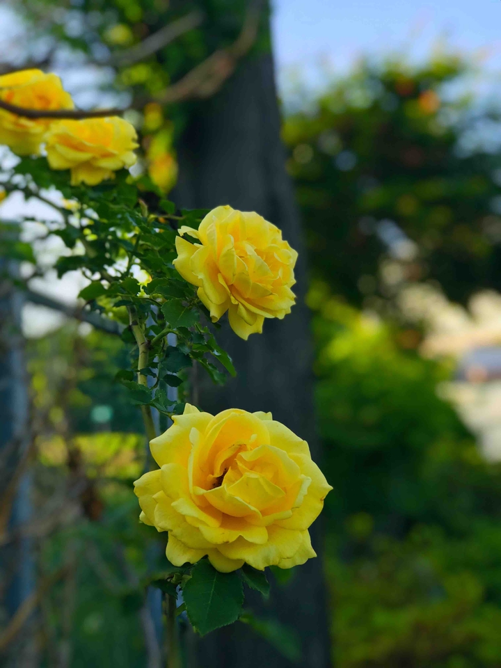 roses and roses