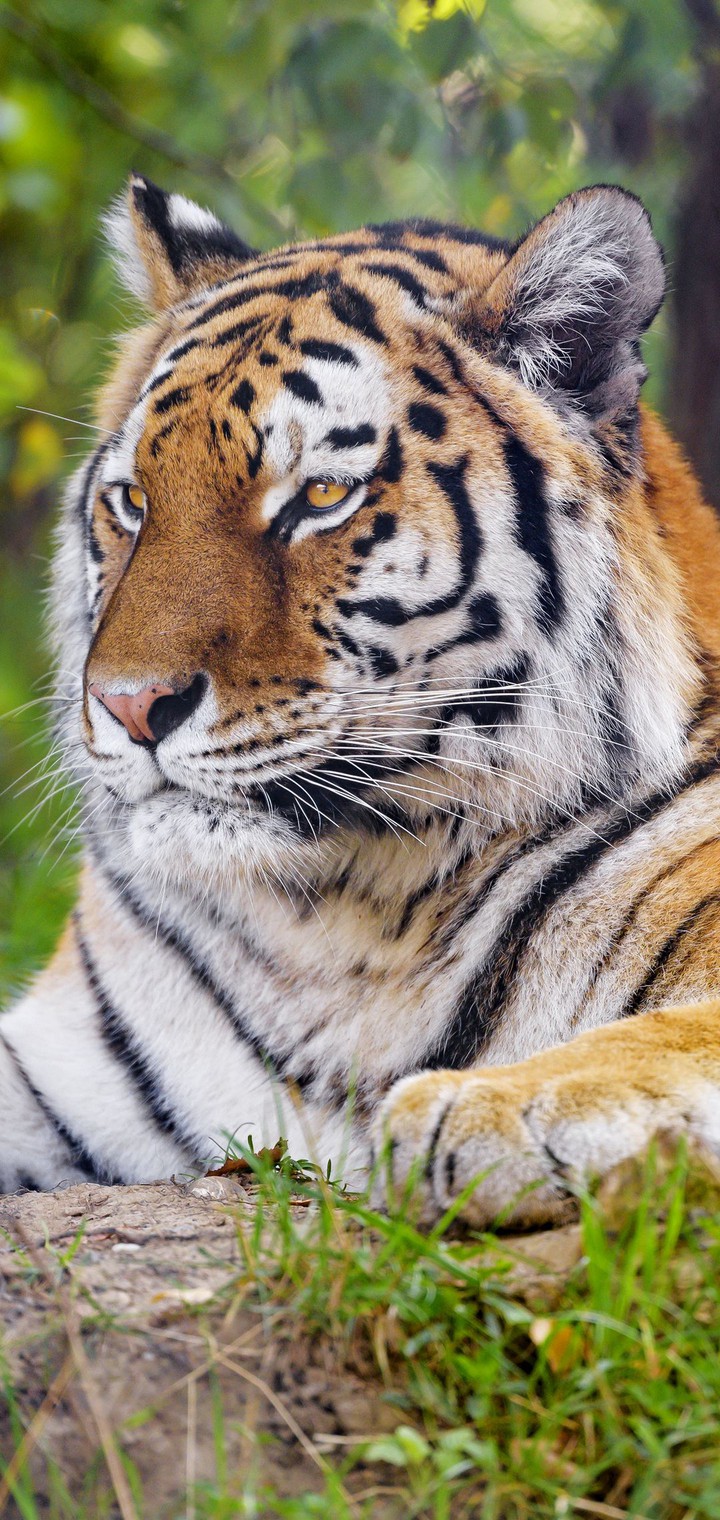 tiger  тигр