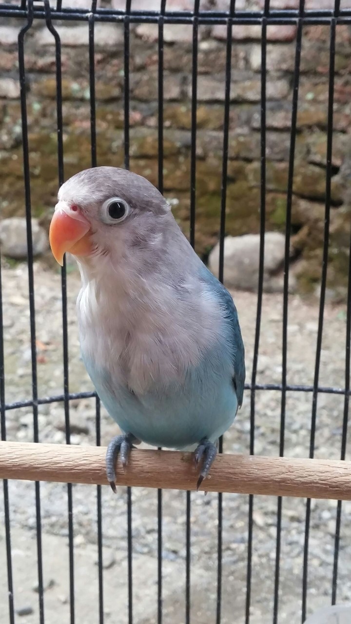 lovebird cobal fc