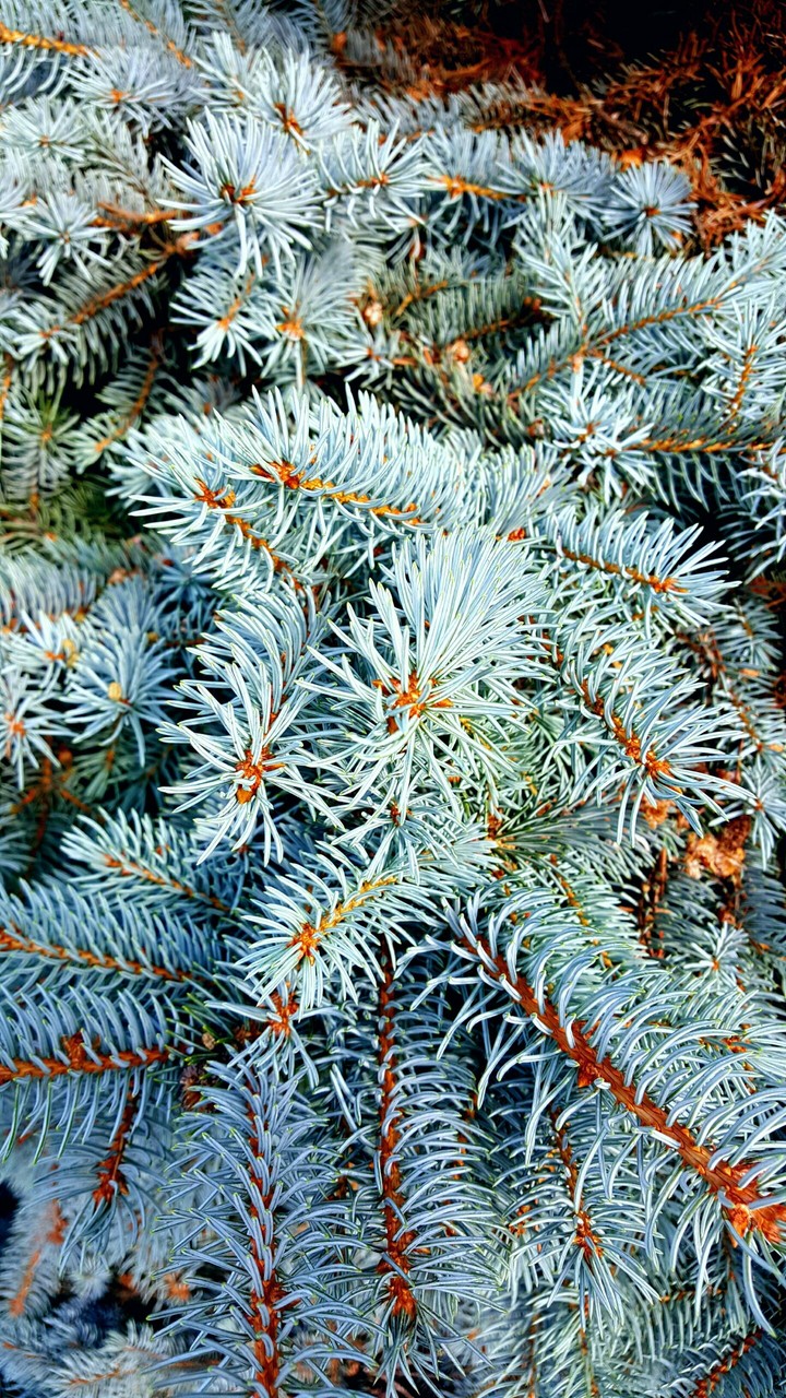 plant