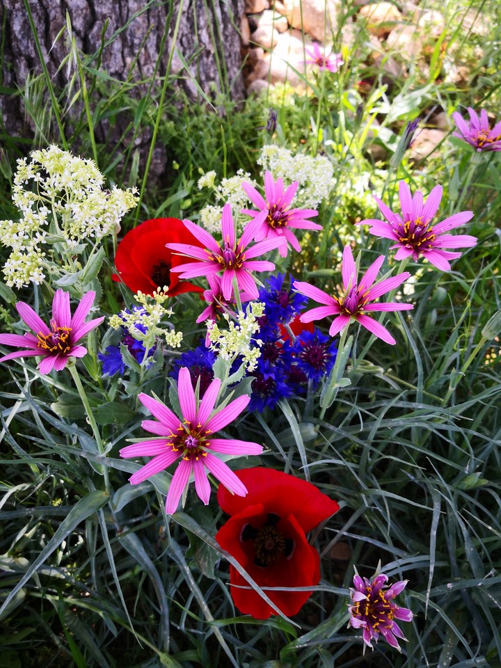 spring flowers