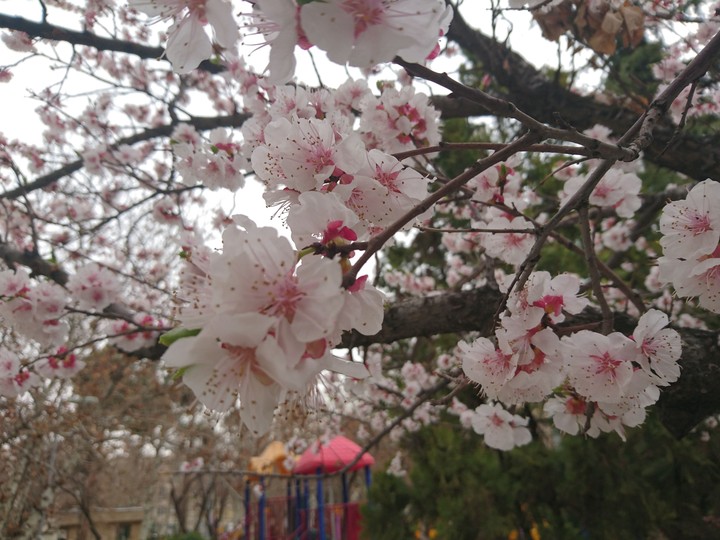 spring