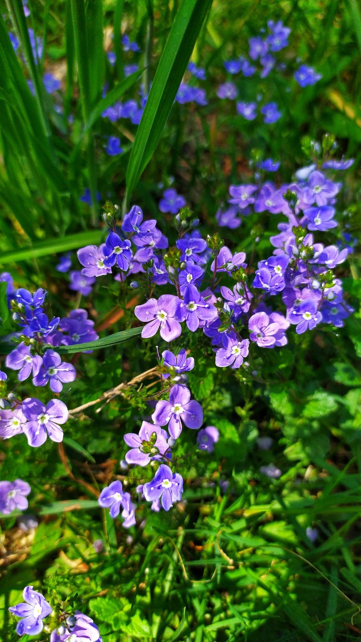 flowers
