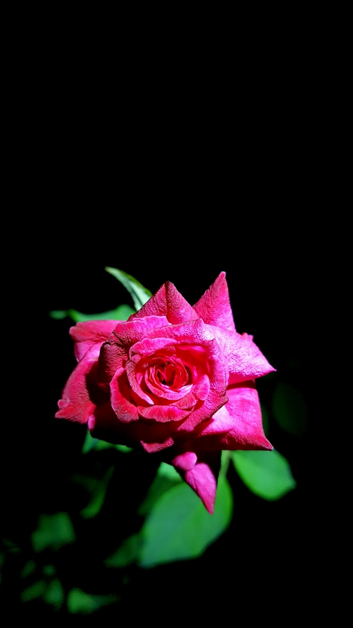 red rose