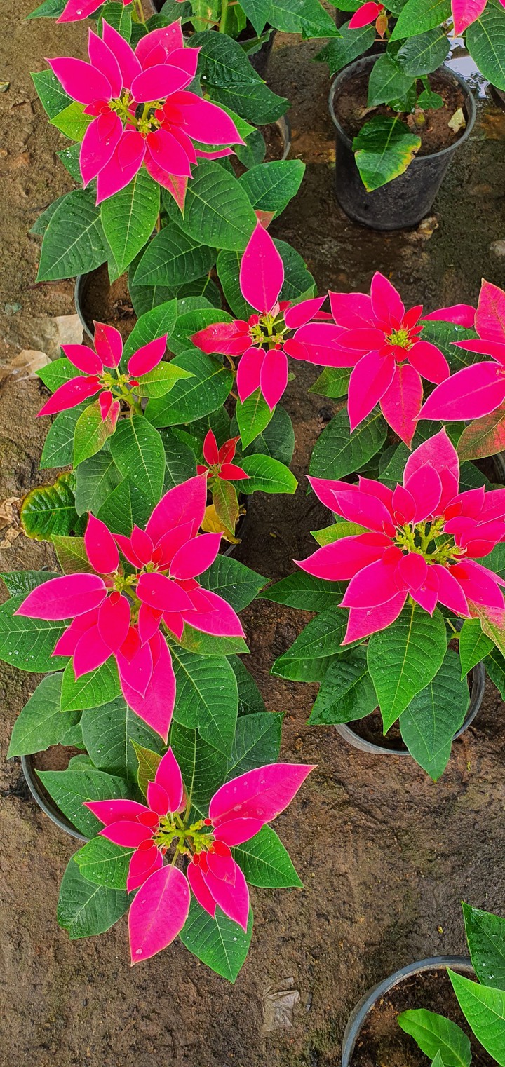 Poinsettia