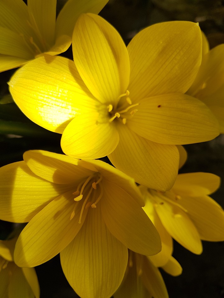 Crocus sativus