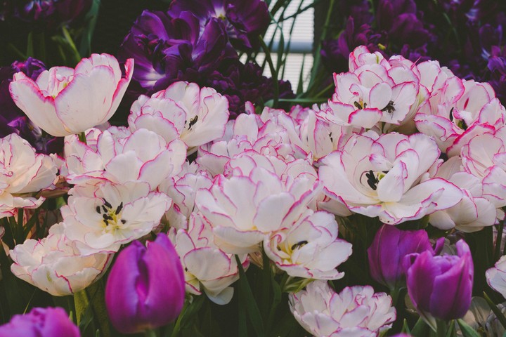 tulip