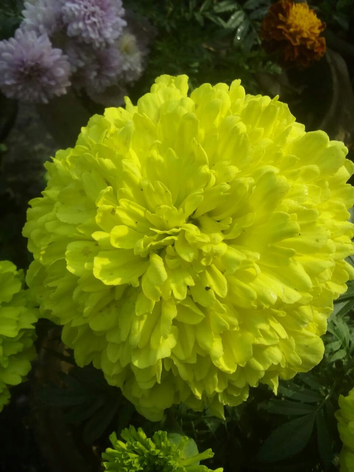 yellow garden flowers