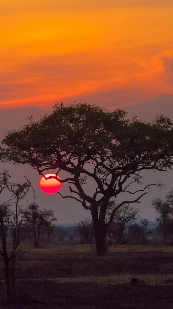Beautiful tree!!!