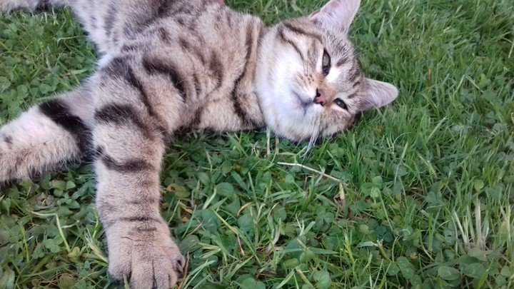 chat