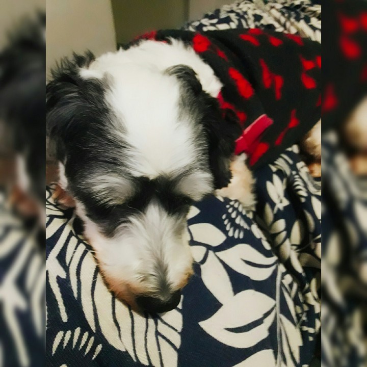 Dog