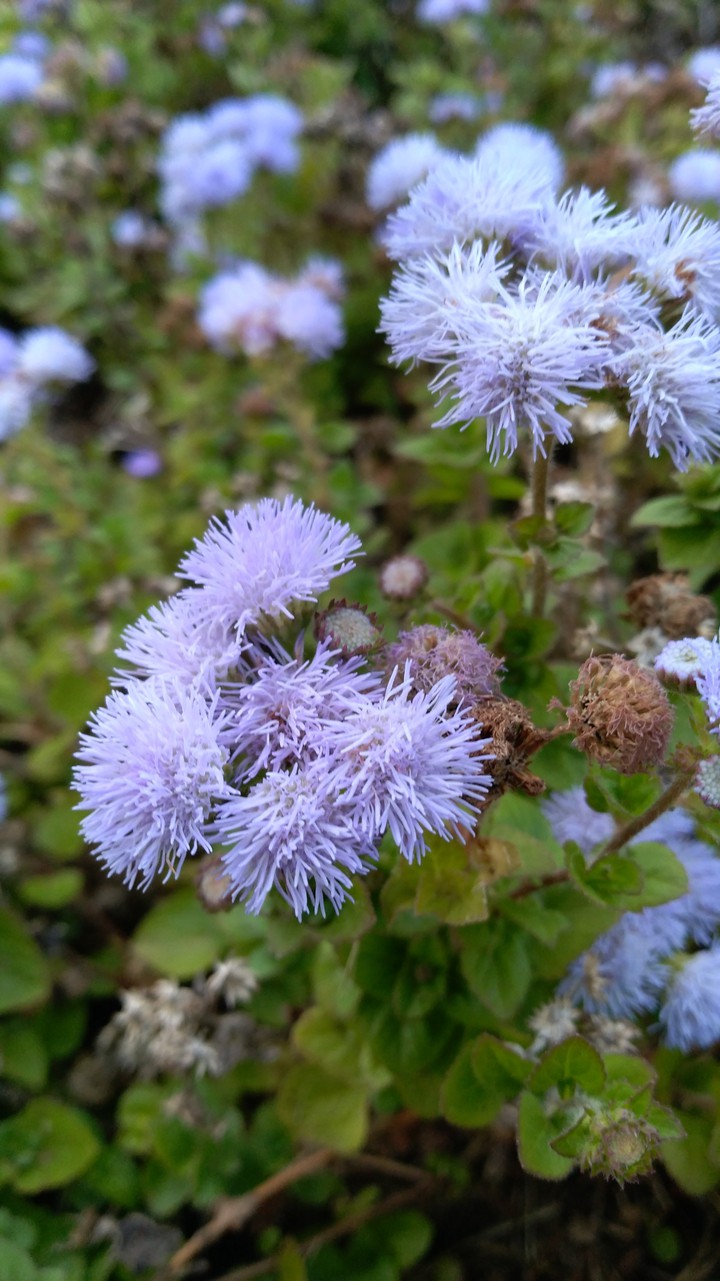 flowers