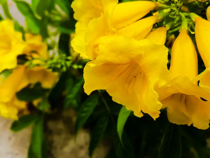 Flor do Cerrado