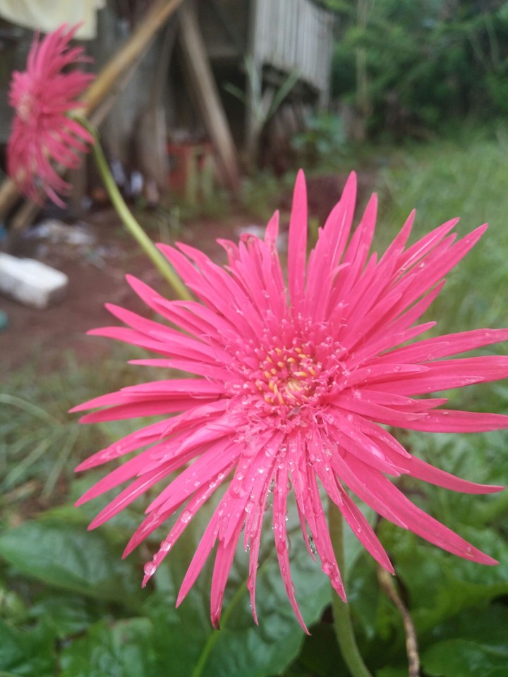 after rain