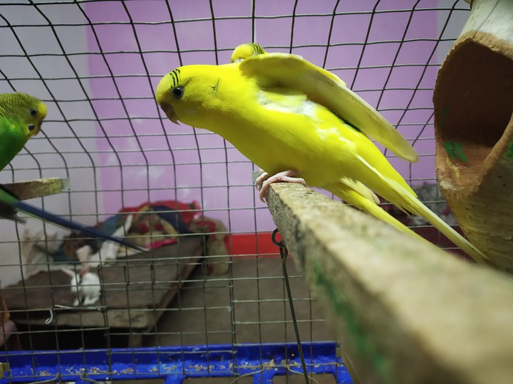 parrot