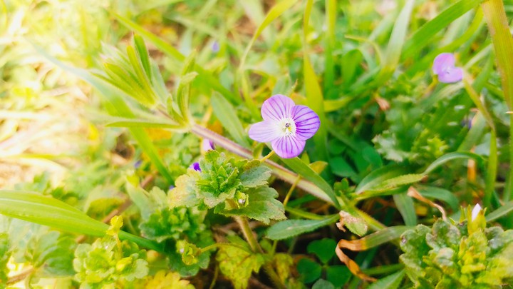 a beautiful purple