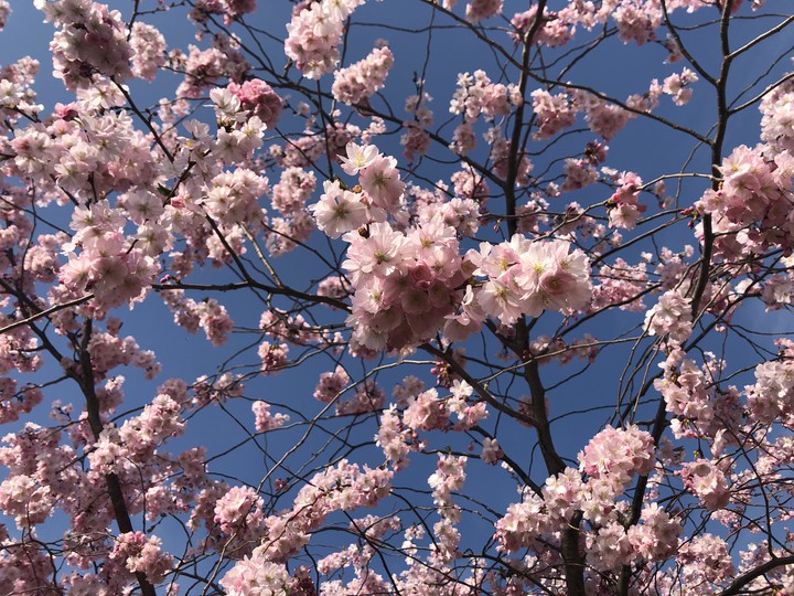 Blossom
