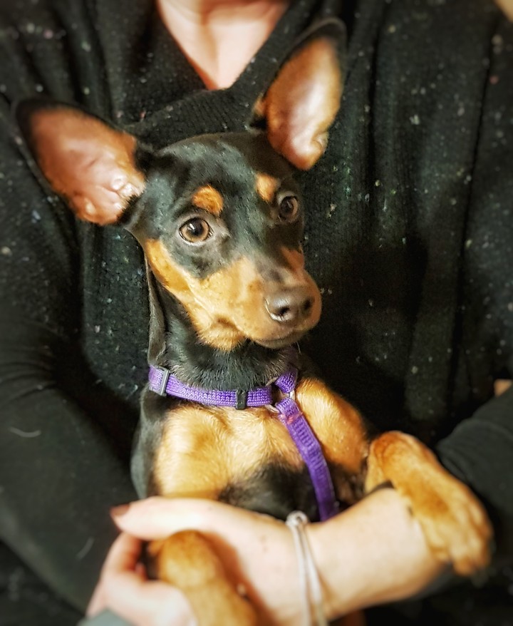 little dog