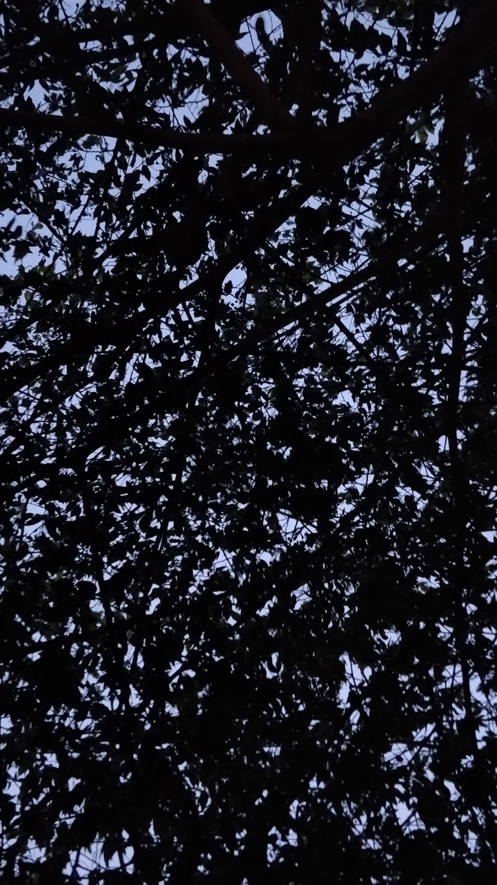 evening sky