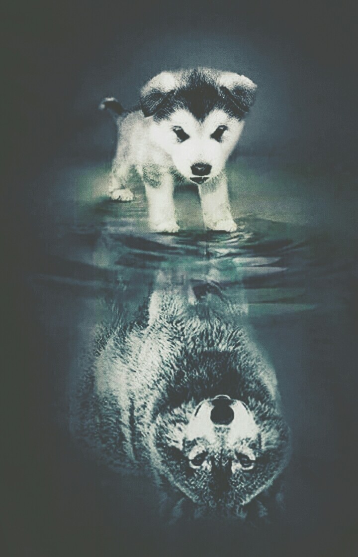 Dream