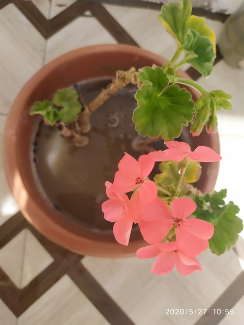 my flower