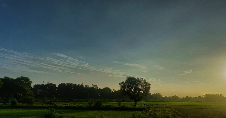 sunrise in midst of greens