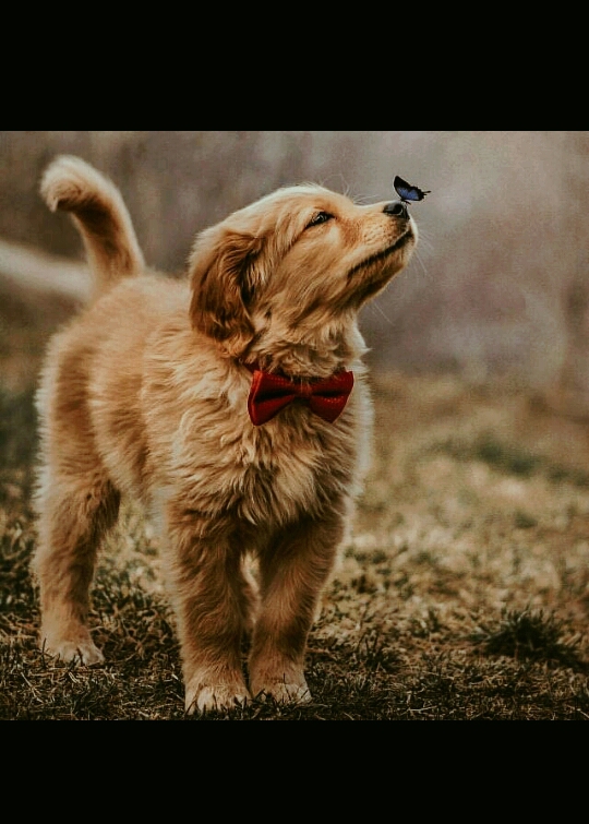 Beautiful ? dog