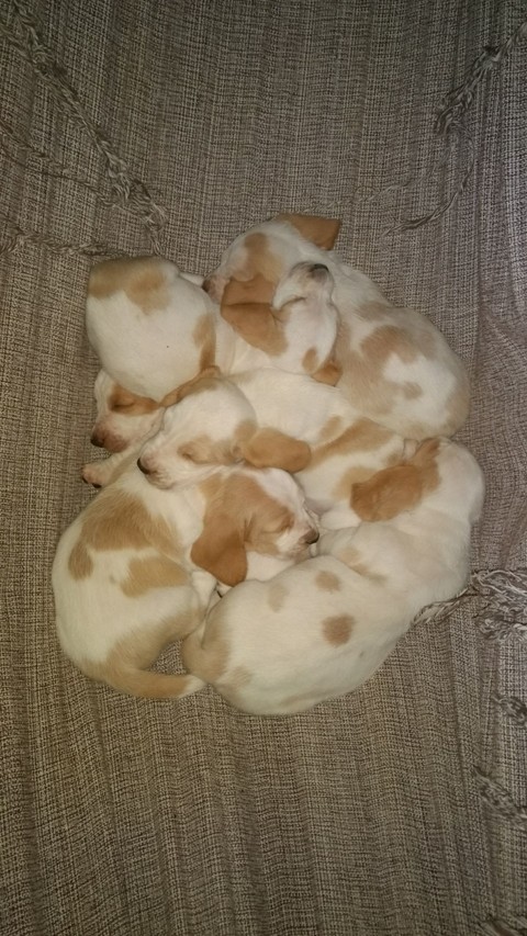 Basset Hound