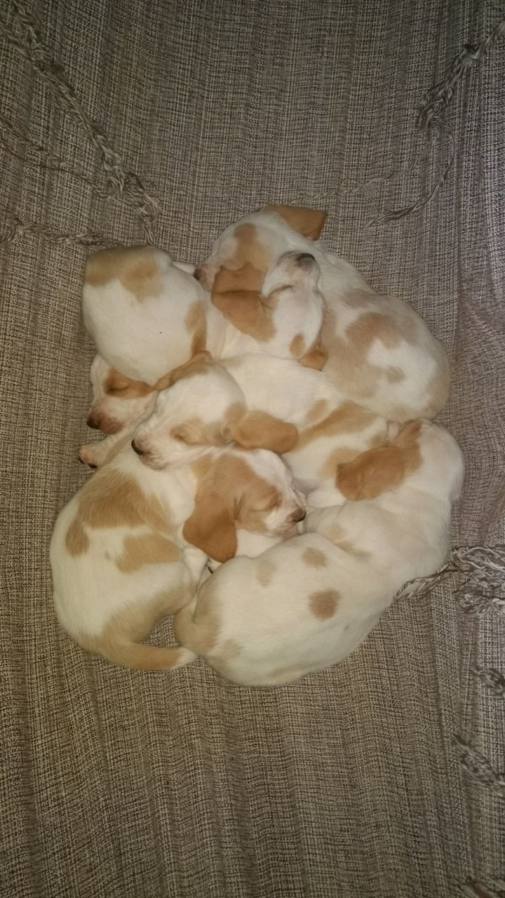 Basset Hound
