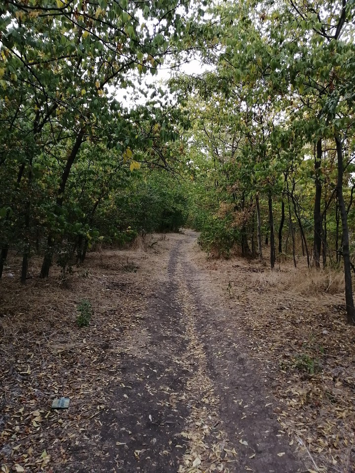 осенняя тропа