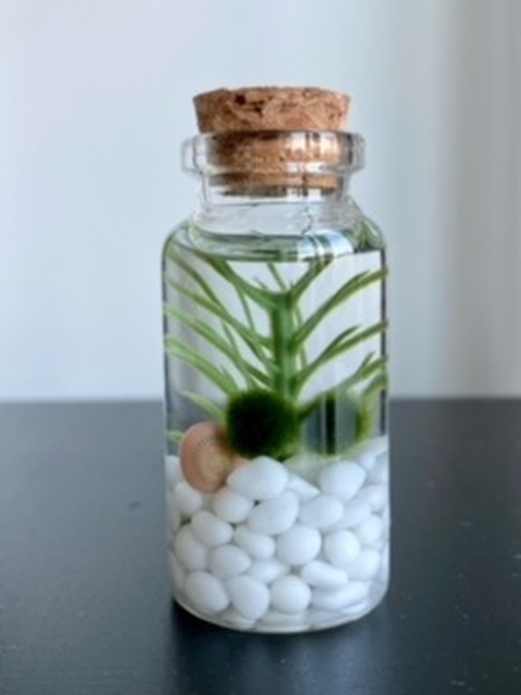 Glass_bottle, Green_algae, Pebble