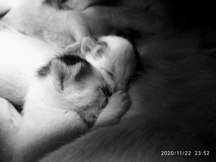 kitten