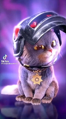 котик?