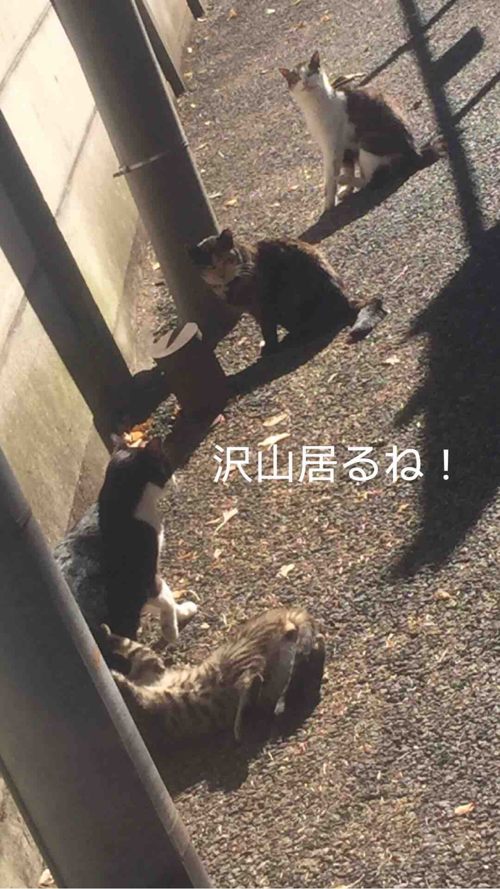 沢山居たね。