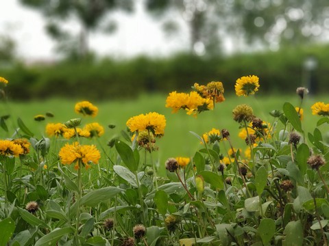 beautiful flowers with blossom