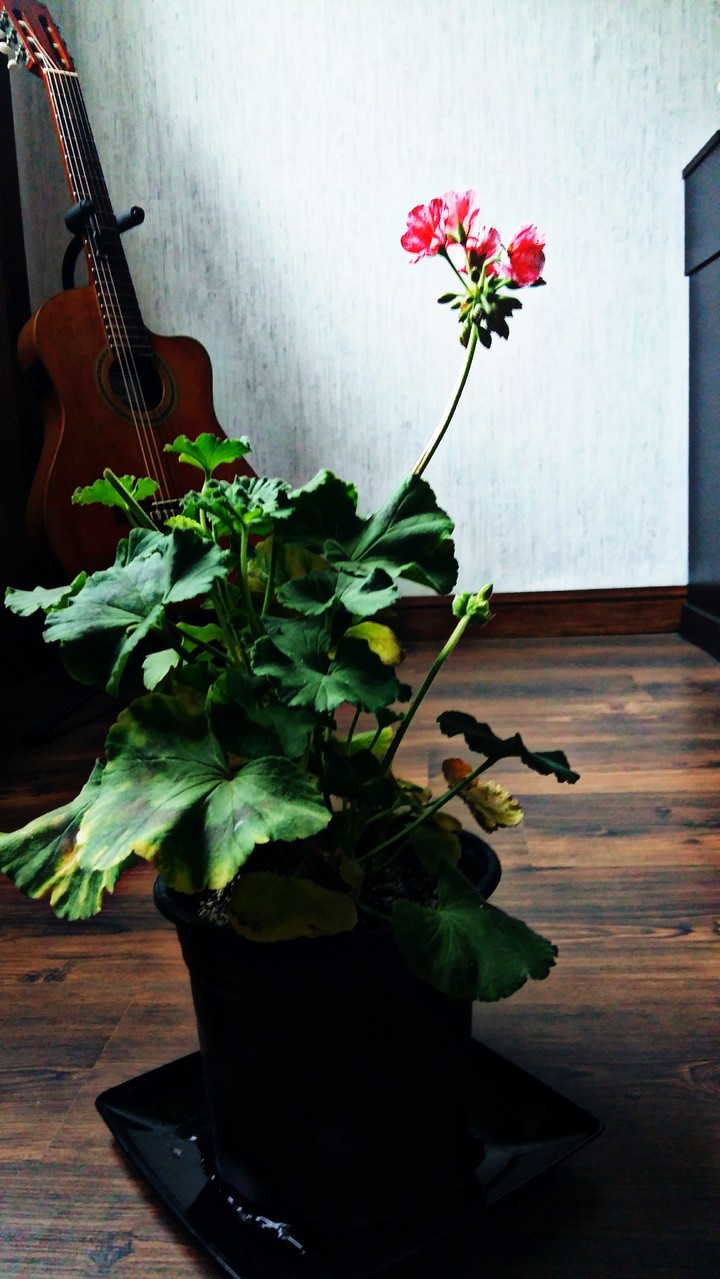 good morning