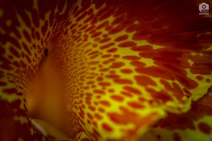 Nature Patterns