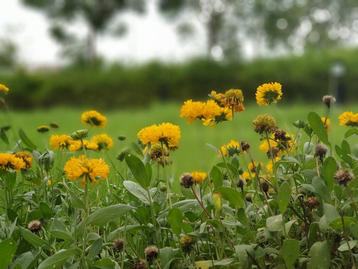 beautiful flowers with blossom