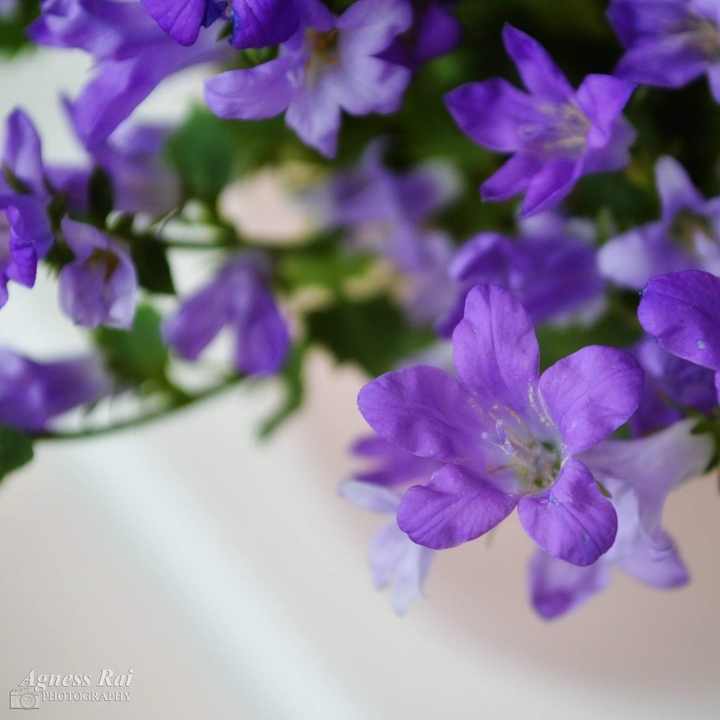 purple love