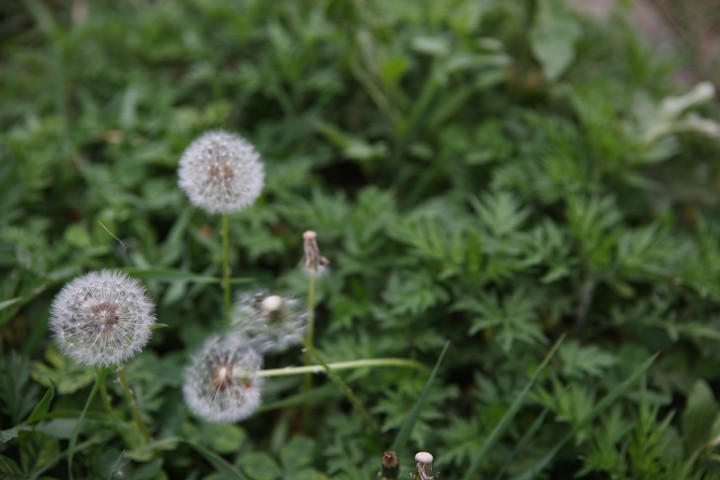 Dandelion